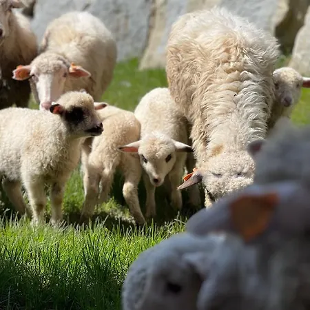 Rancho Zalinski 펜션 부스트리크